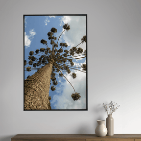 Quadro Decorativo Araucária Mantiqueira | Fagner Martins