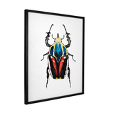 Quadro Decorativo Besouro 2 | Rodrigo Paladino