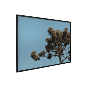 Quadro Decorativo Araucária | Fagner Martins