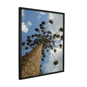 Quadro Decorativo Araucária Mantiqueira | Fagner Martins