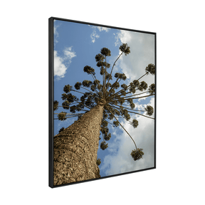 Quadro Decorativo Araucária Mantiqueira | Fagner Martins