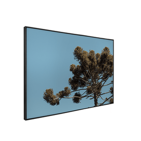 Quadro Decorativo Araucária | Fagner Martins