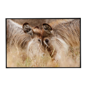 Quadro Decorativo Waterbucks 1 | Sâmia Munaretti & Marcelo Baldin