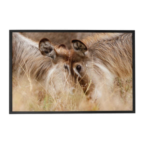 Quadro Decorativo Waterbucks 1 | Sâmia Munaretti & Marcelo Baldin