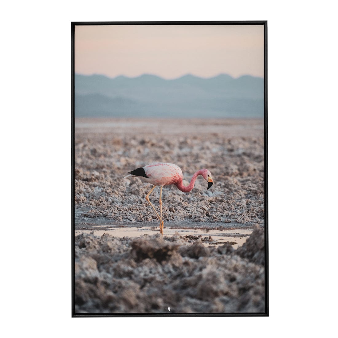 Quadro Decorativo Flamingo | Patricia Schussel Gomes