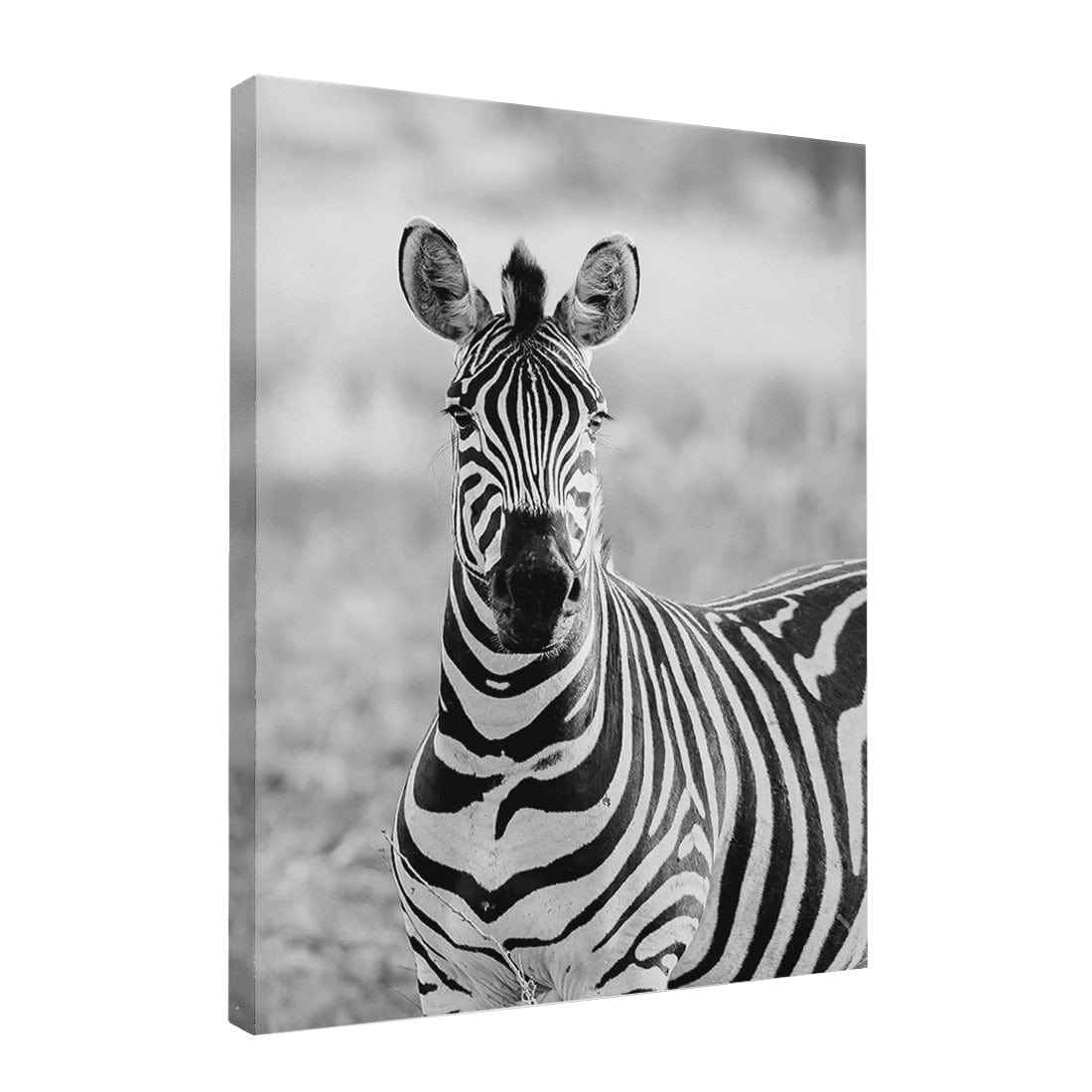 Quadro Decorativo Zebra 1 | Sâmia Munaretti & Marcelo Baldin