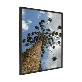 Quadro Decorativo Araucária Mantiqueira | Fagner Martins