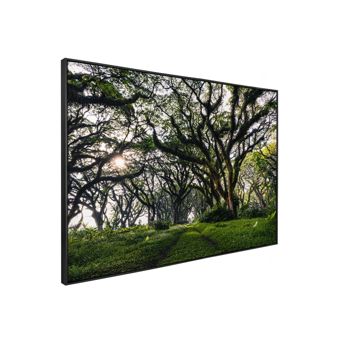 Quadro Decorativo Caminhos da Floresta | Mundo sem Muros - Meu Rodapé