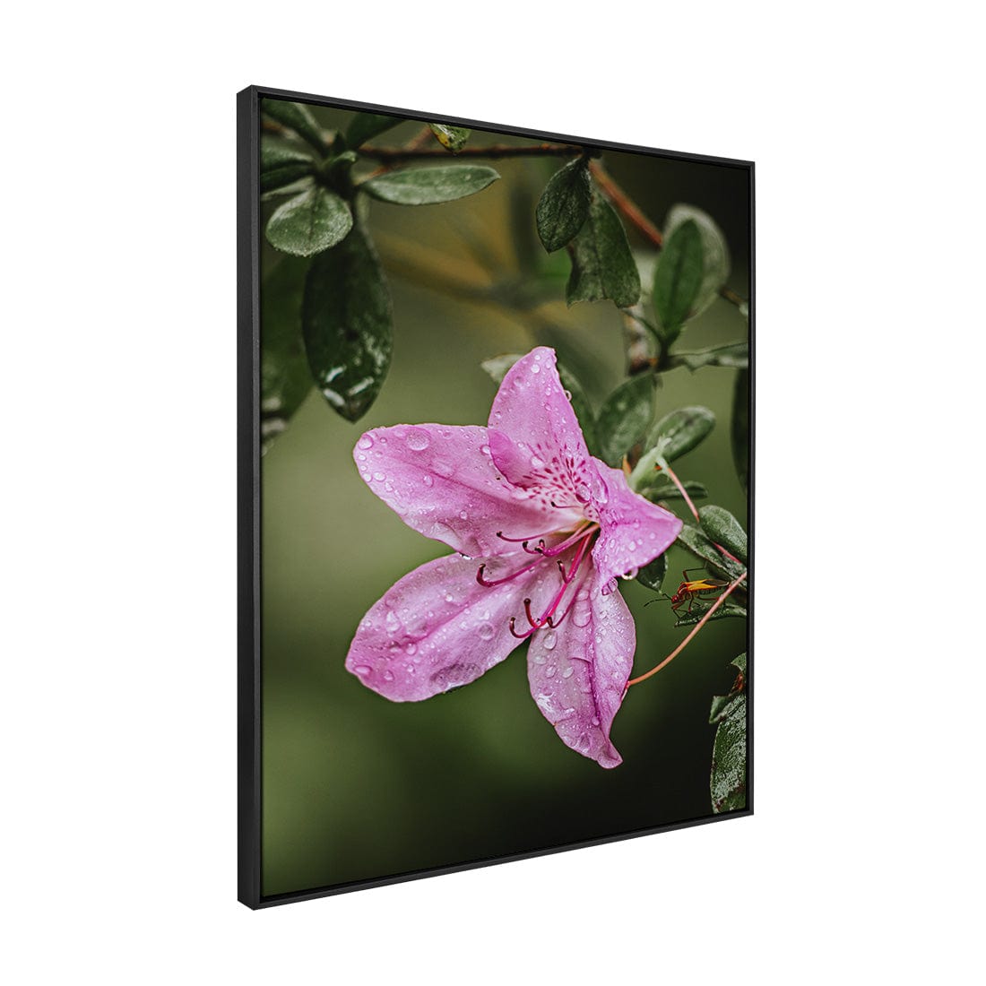 Quadro Decorativo Flor 2 | Albori Ribeiro - Meu Rodapé