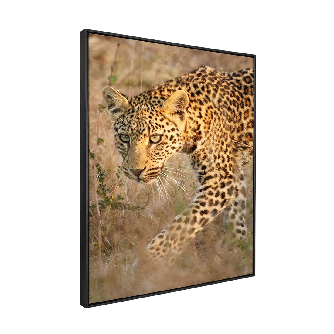 Quadro Decorativo Leopardo | Sâmia Munaretti & Marcelo Baldin - Meu Rodapé