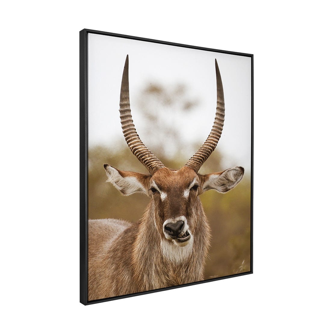 Quadro Decorativo Waterbucks 2 | Sâmia Munaretti & Marcelo Baldin - Meu Rodapé